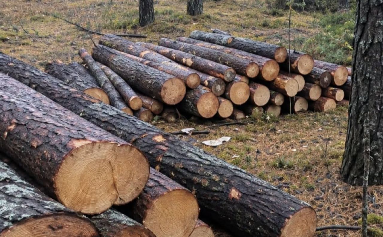 Порубали живі сосни. Фото: Держекоінспекція Столичного округу