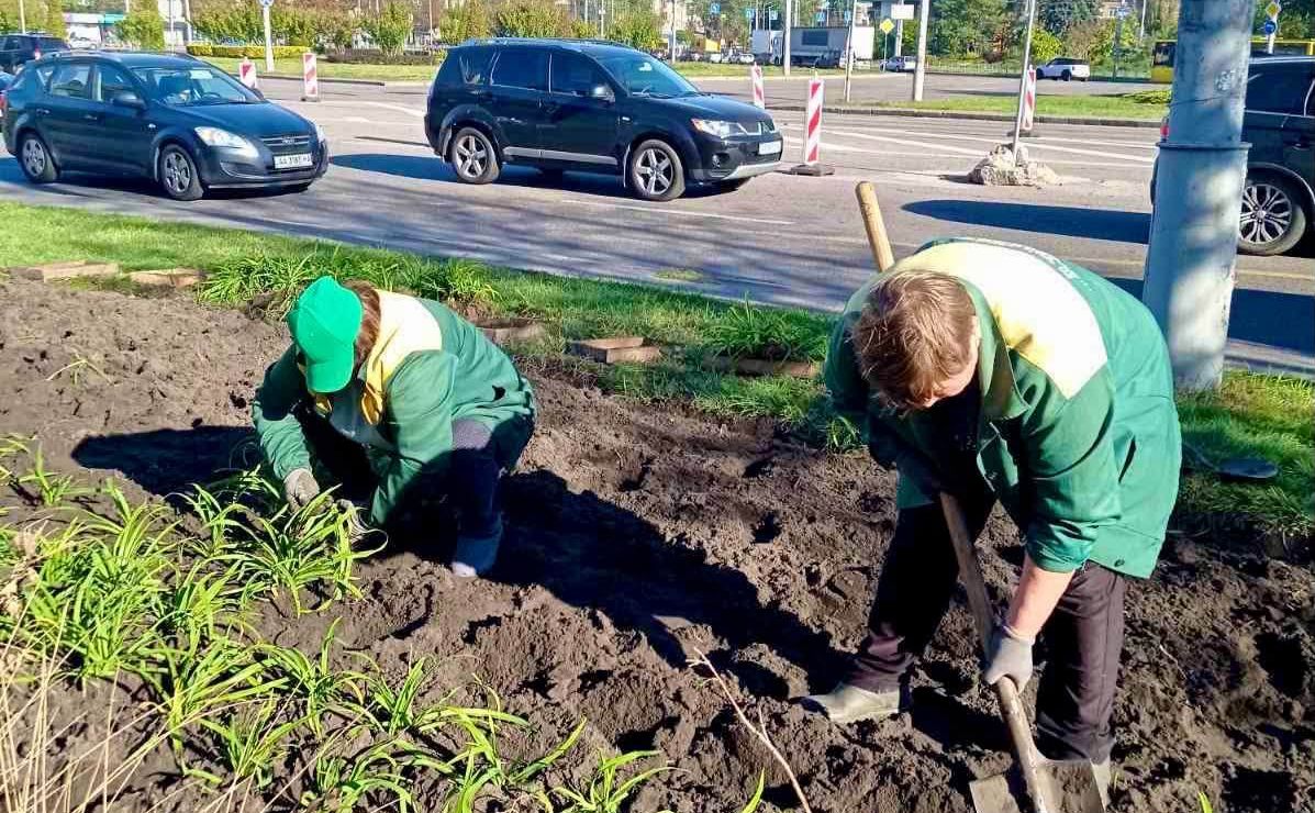 Кожну квітку висаджують вручну. Фото: КП УЗН Дніпровського району