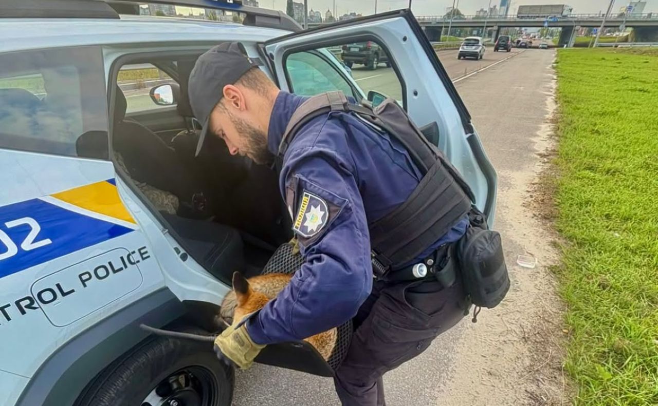 Знесилену лисицю знайшли в Оболонському районі. Фото: патрульна поліція Києва