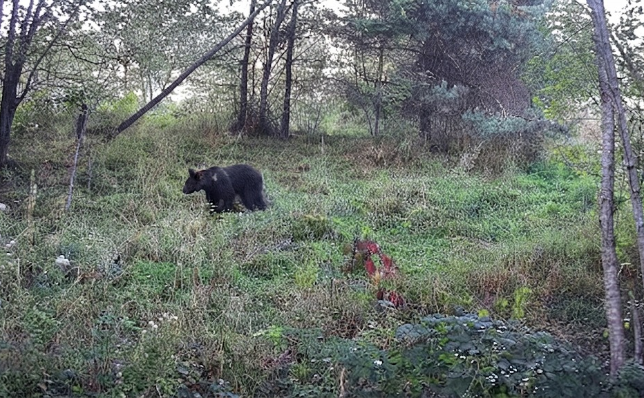 Господар лісу — бурий ведмідь. Фото: ДПСУ