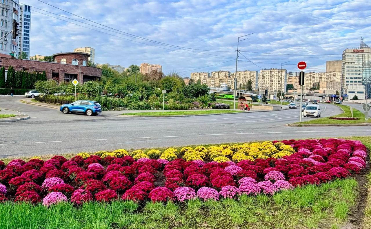 Хризантеми неподалік Деміївської площі. Фото: КО «Київзеленбуд»