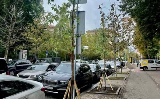 Зараз там ростуть сім кленів Фрімана. Фото: Київзеленбуд