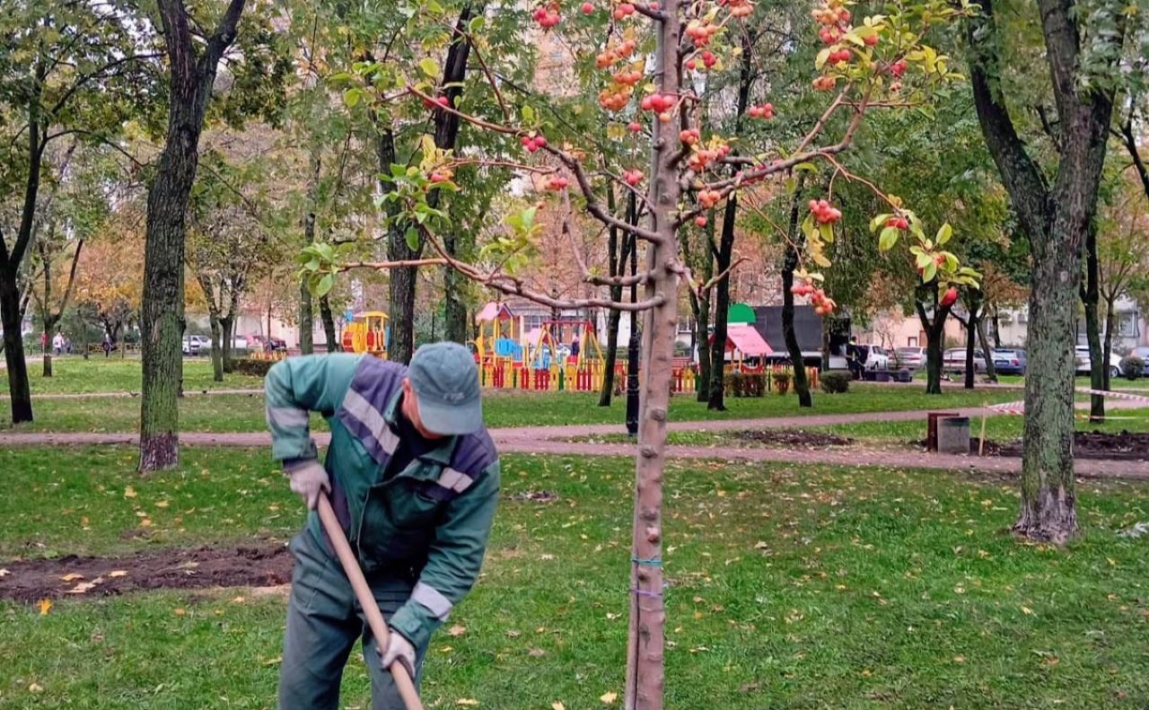 Гортензії, ялівці та декоративні яблуні: на Оболоні оновили сквер