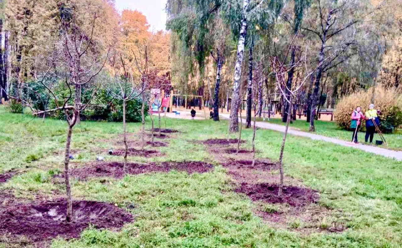 У Святошинському районі Києва висадили 65 молодих кленів та декоративних яблунь. Фото: КО «Київзеленбуд»
