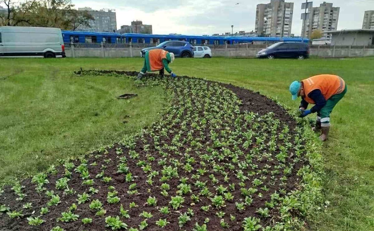 Незабудки навесні прикрасять транспортну розв’язку біля метро «Лівобережна». Фото: КП УЗН